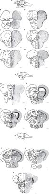 Mapping of Morphine-Induced OPRM1 Gene Expression Pattern in the Adult Zebrafish Brain